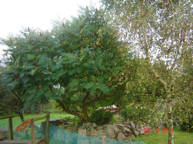 podwórko, klomby, ogródek