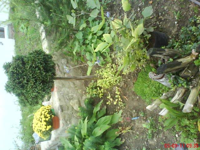 ogródek kwiatowy przy domu moich znajomych część pierwsza:>