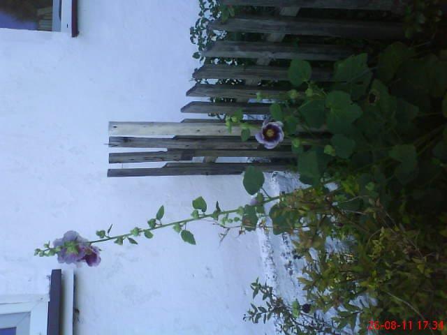 ogródeczek u moich teściów