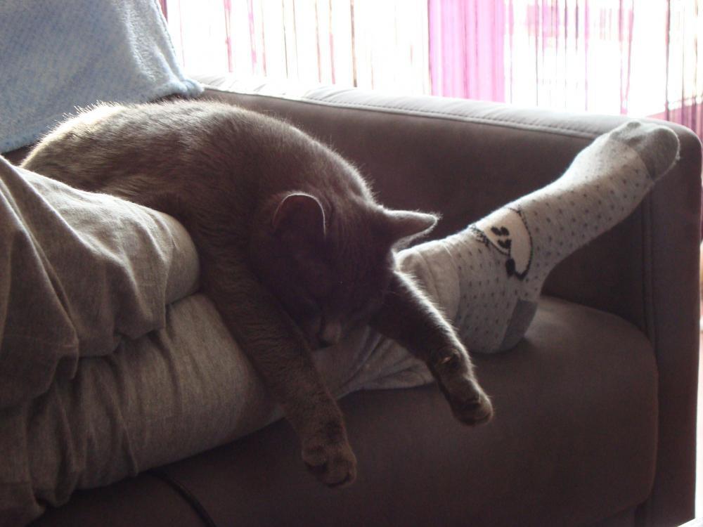 Zwierzak w moim domu