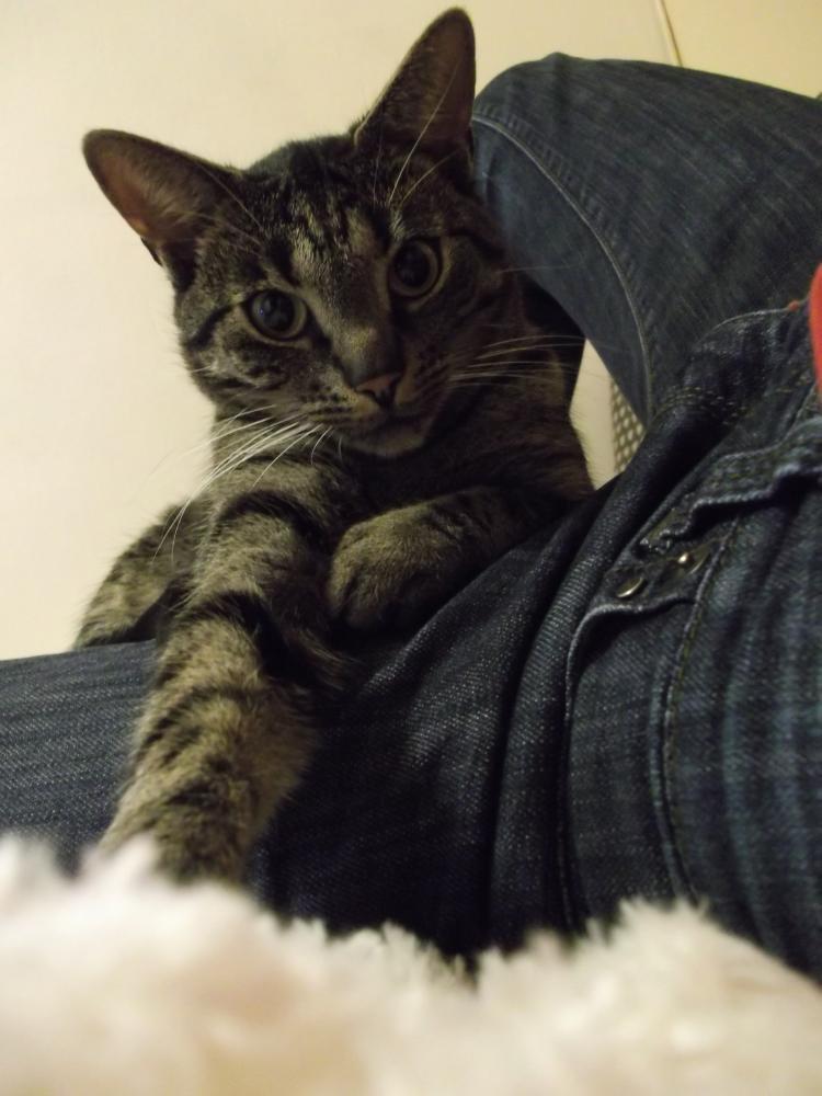 Ulubione miejsce koteczka