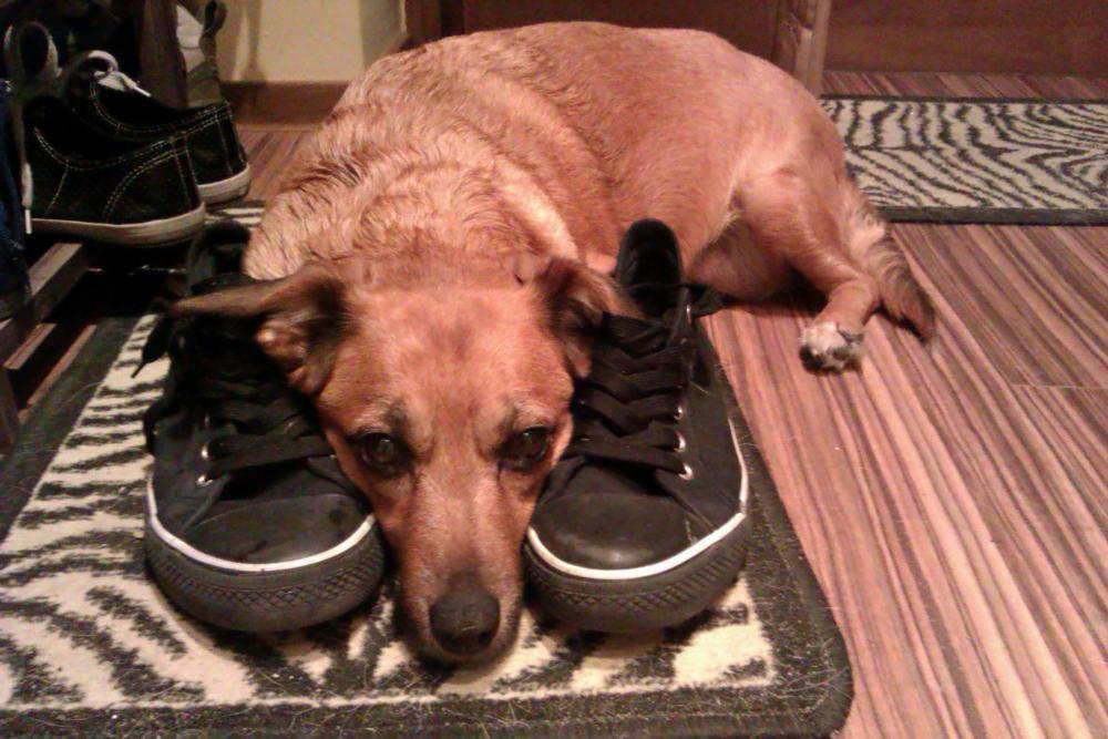 konkurs - zwierzak w moim domu