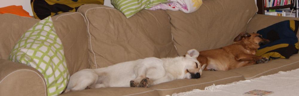 konkurs - zwierzak w moim domu