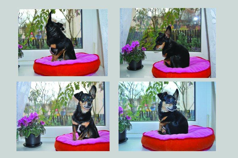 Ulubione zajęcie Dekstera