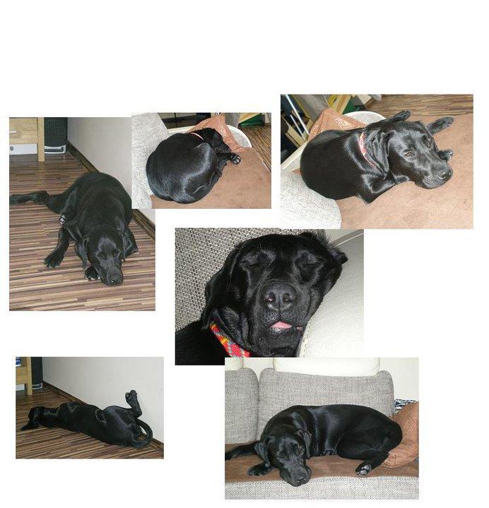 Zwierzak w moim domu- Kluska na włościach:)