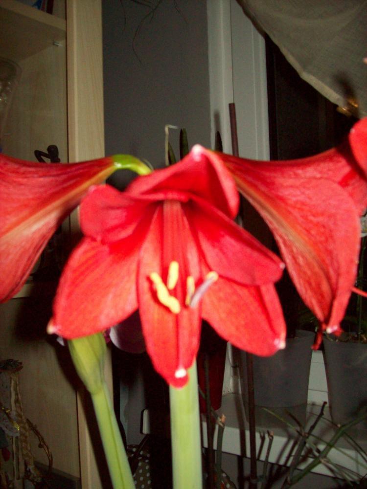 W moim domu na dobre zadomowiła się wiosna :)