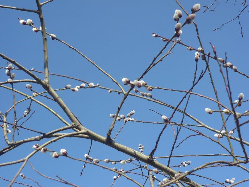 dowód , ze wiosna już przyszła:)