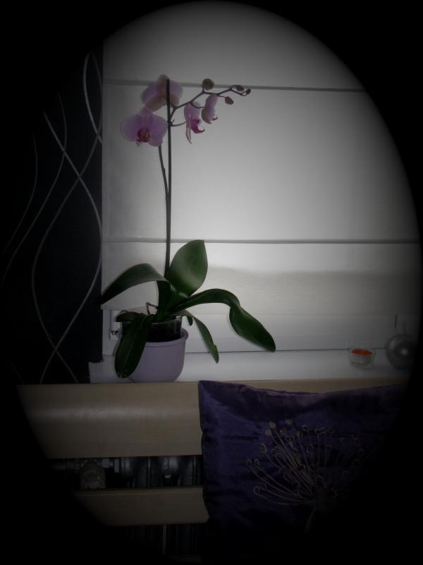 Lilowy Sen, zdjęcie 9