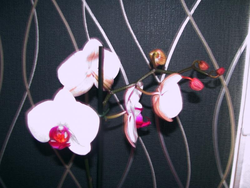 Lilowy Sen, zdjęcie 2