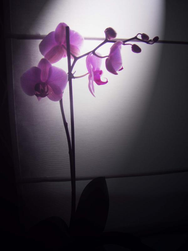 Lilowy Sen, zdjęcie 1