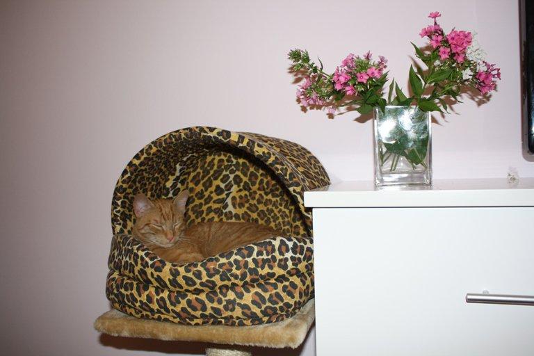 białe objęcia Morfeusza..., zdjęcie 5