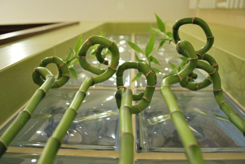 Nasz bambusowy kącik, zdjęcie 15