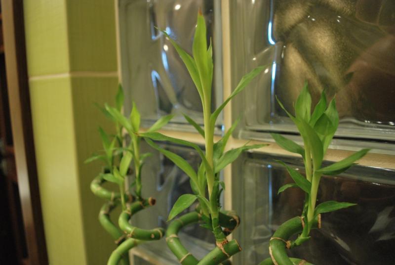 Nasz bambusowy kącik, zdjęcie 4