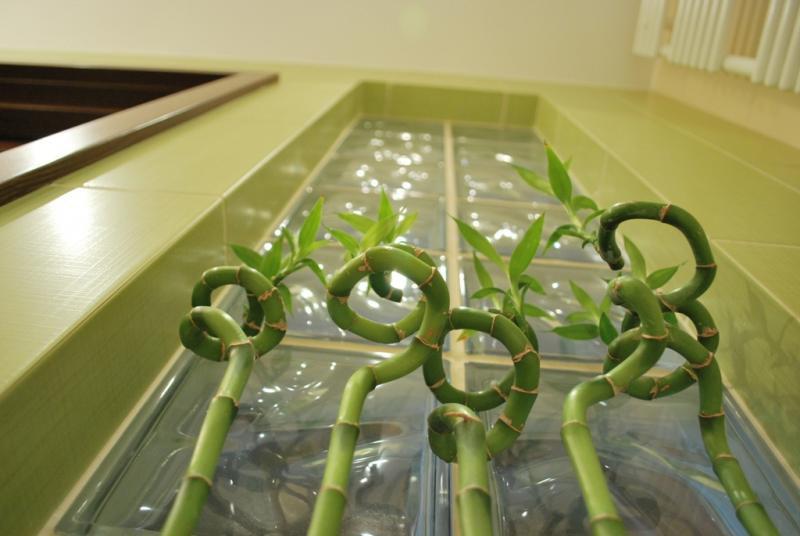 Nasz bambusowy kącik, zdjęcie 5