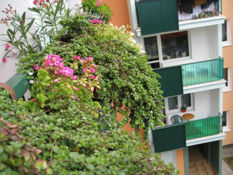 Mój balkon, zdjęcie 5