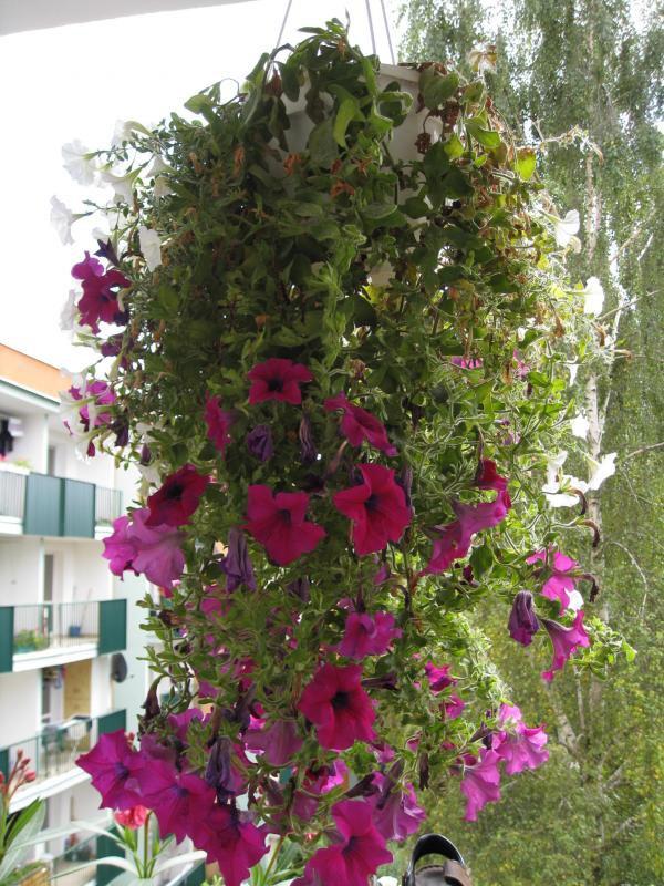 Mój balkon, zdjęcie 6