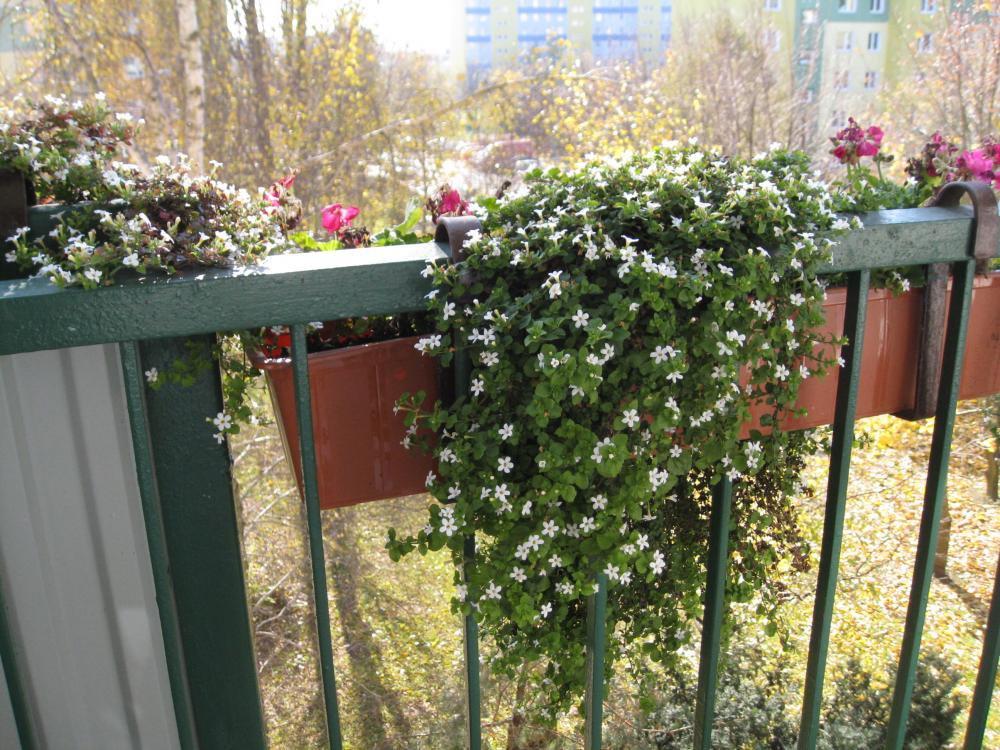 Mój balkon, zdjęcie 8