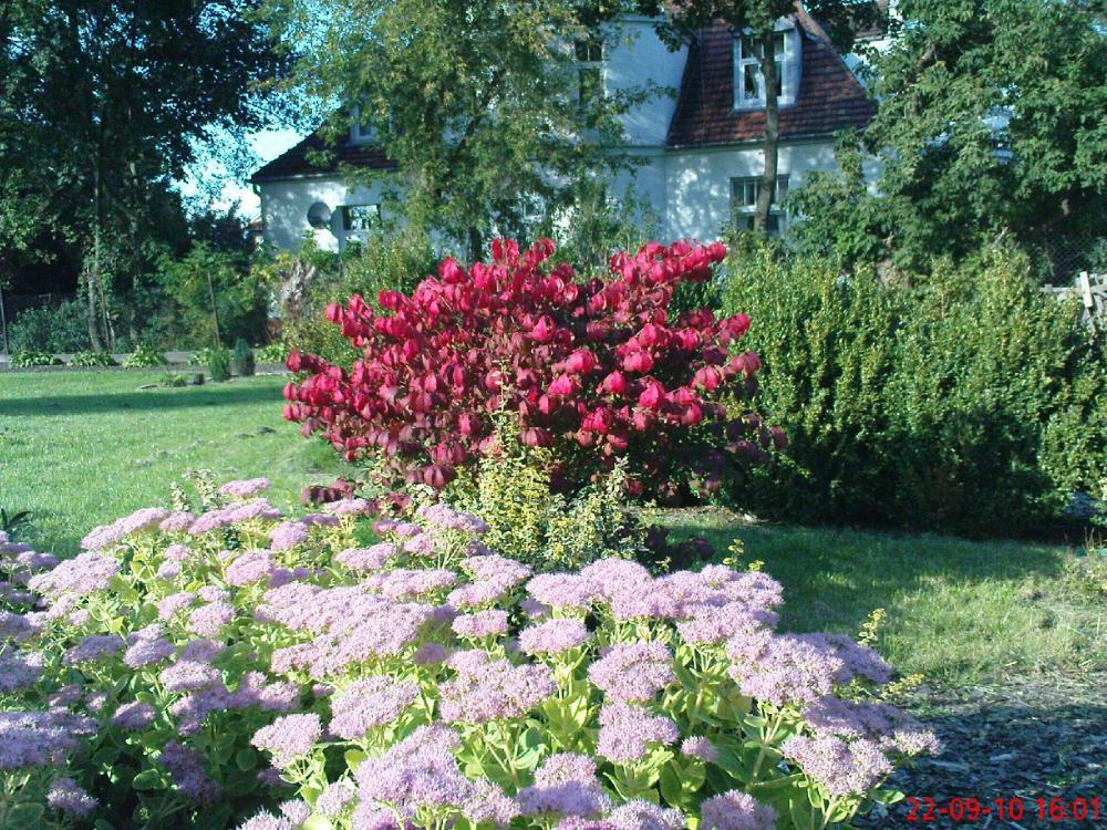 Jesień w ogrodzie, zdjęcie 2