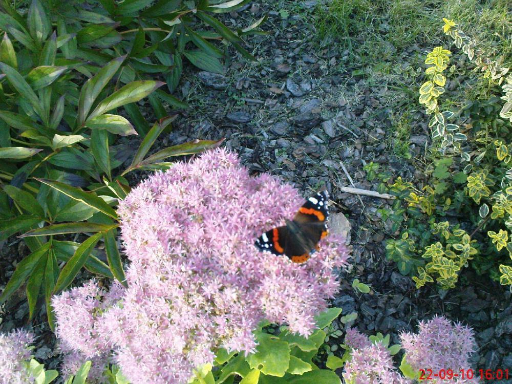 Jesień w ogrodzie, zdjęcie 1