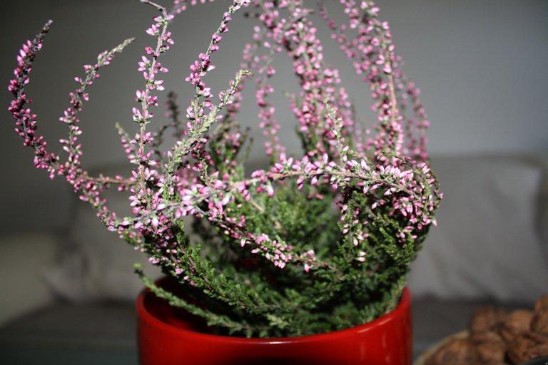 salon i kuchnia z jesienią , zdjęcie 7