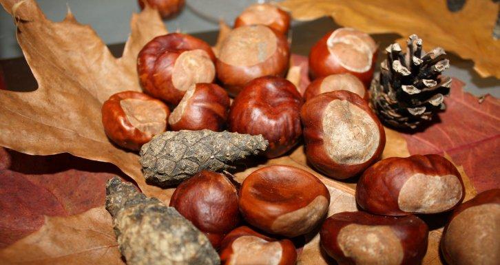 salon i kuchnia z jesienią , zdjęcie 13