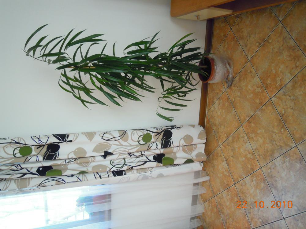 salonik , zdjęcie 2