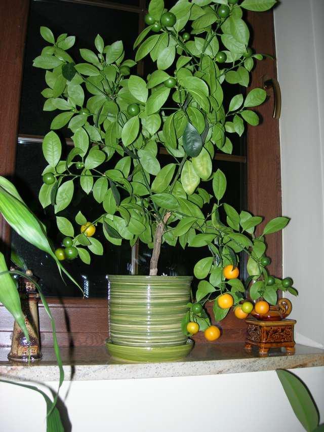 Kolory jesieni w naszym salonie, zdjęcie 3