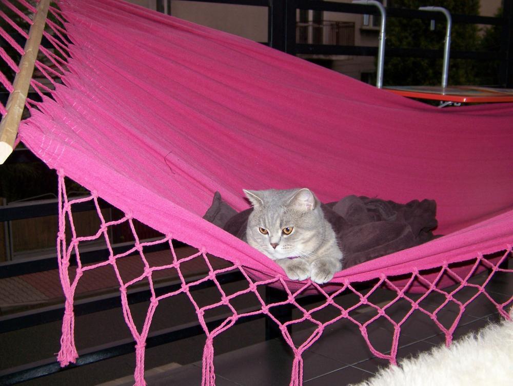 Balkon latem, zdjęcie 3