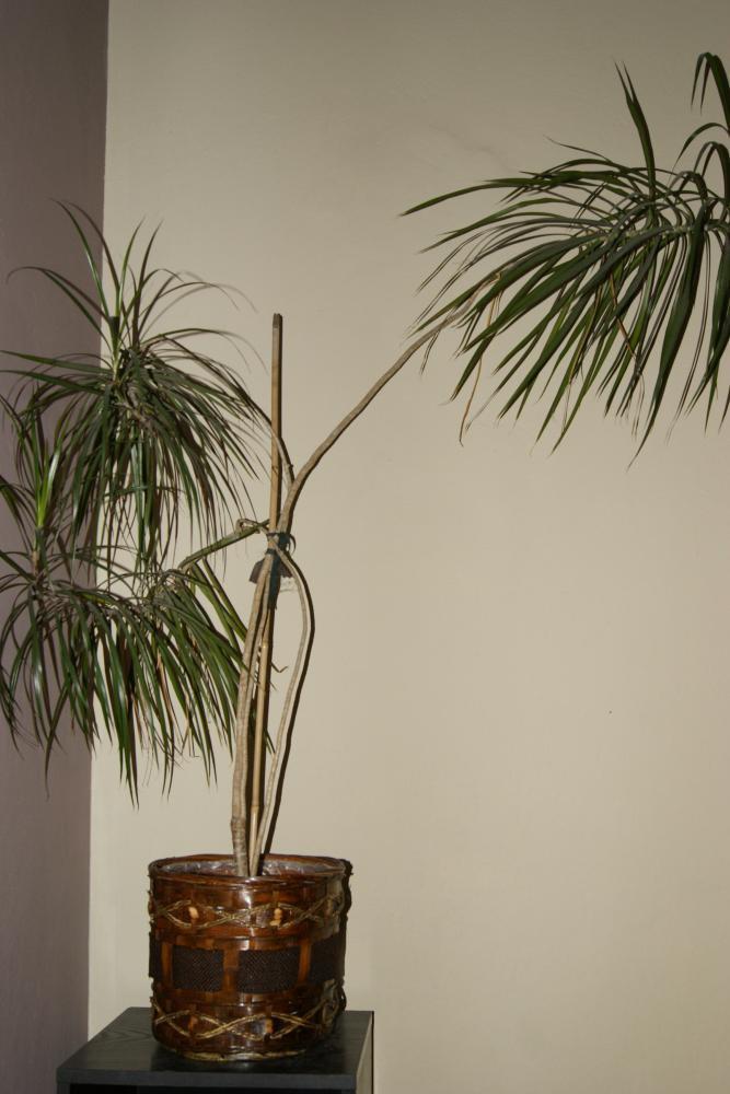 Dusza Afryki, zdjęcie 3