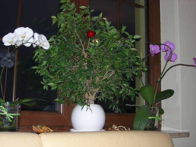 Święta w naszym domku, zdjęcie 12