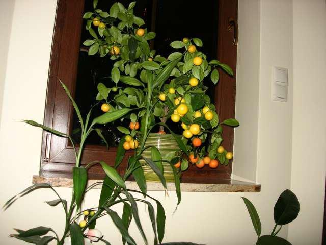 Święta w naszym domku, zdjęcie 10