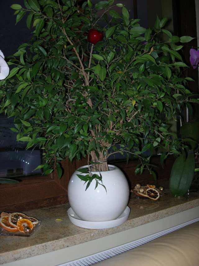 Święta w naszym domku, zdjęcie 17