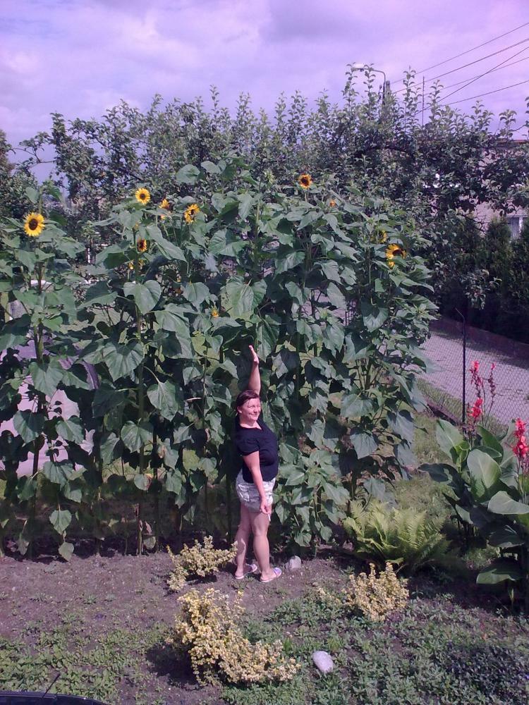 ogrod gigant, zdjęcie 2