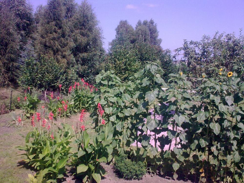 ogrod gigant, zdjęcie 1