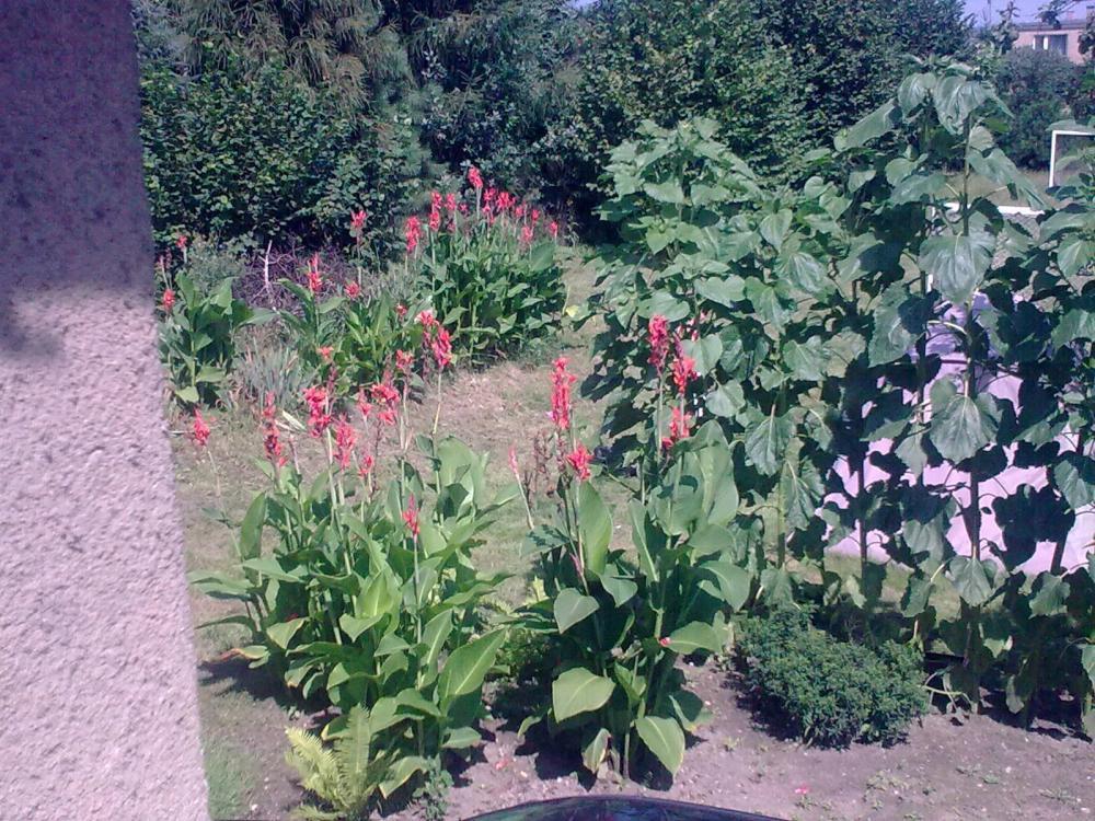 ogrod gigant, zdjęcie 3