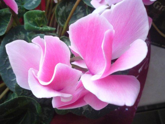 Kobiece wnętrze, zdjęcie 1