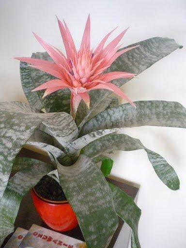 Kobiece wnętrze, zdjęcie 10