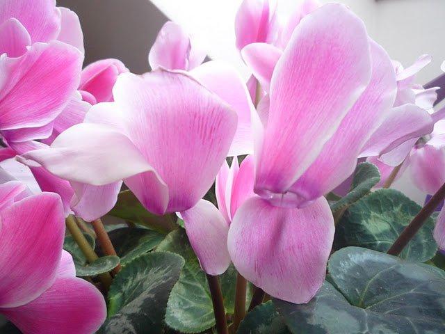 Kobiece wnętrze, zdjęcie 11