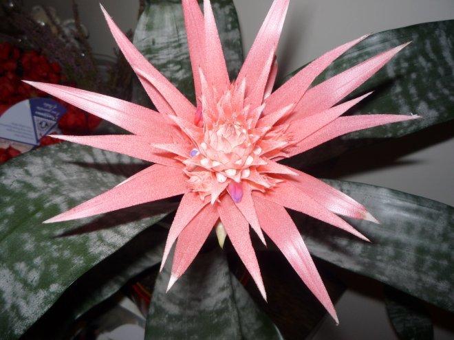 Kobiece wnętrze, zdjęcie 2