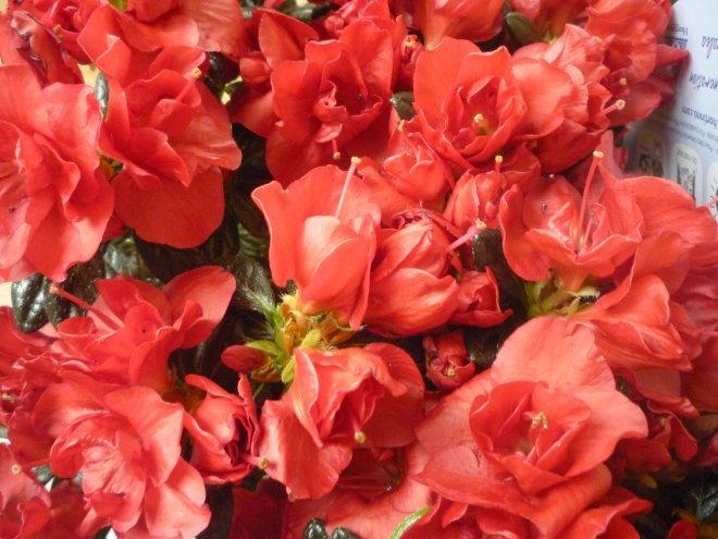 Kobiece wnętrze, zdjęcie 4