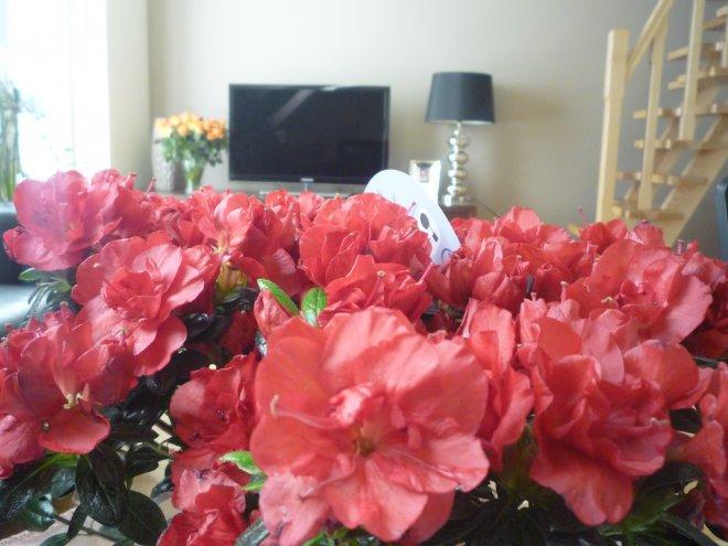 Kobiece wnętrze, zdjęcie 2