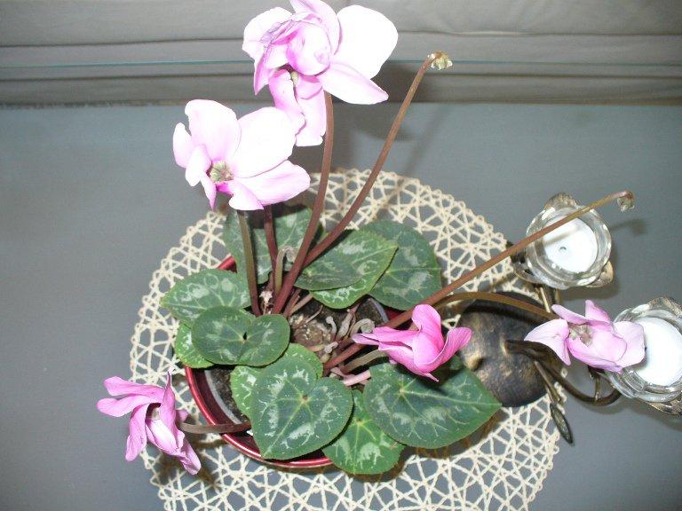 fiołkowy salon, zdjęcie 5