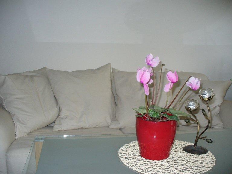 fiołkowy salon, zdjęcie 4