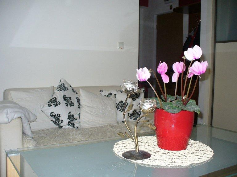 fiołkowy salon, zdjęcie 2