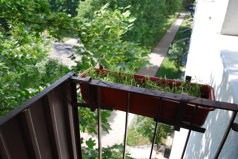 mini ogródek, zdjęcie 8