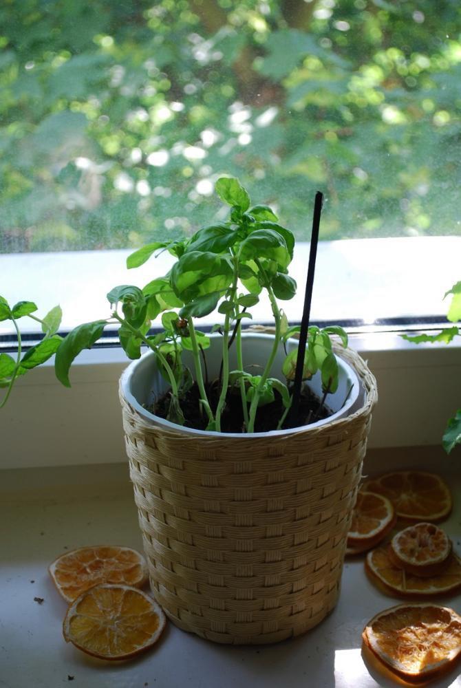 mini ogródek, zdjęcie 6