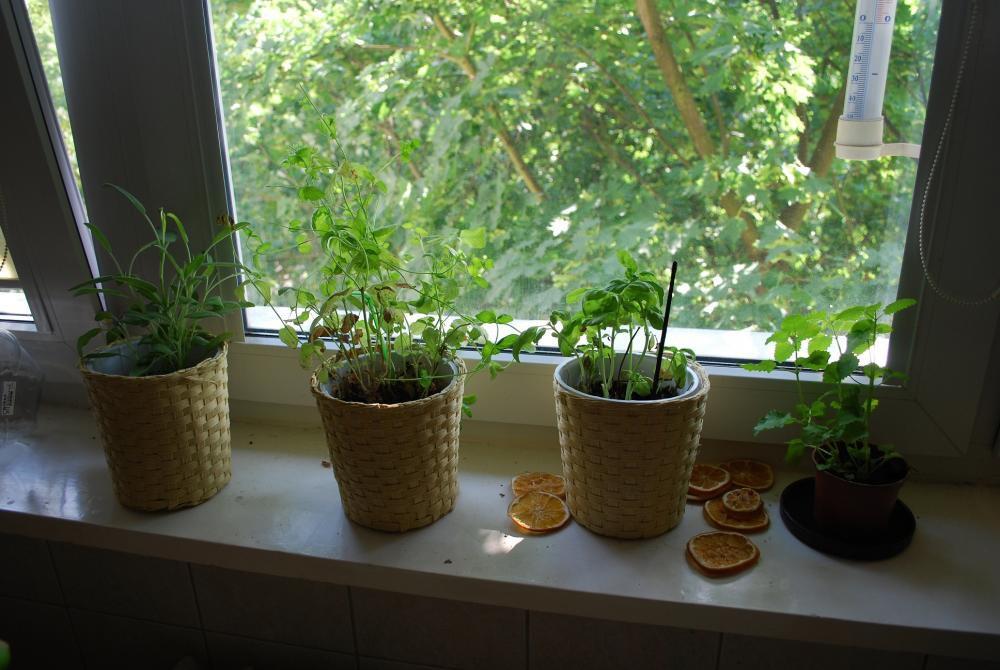 mini ogródek, zdjęcie 4