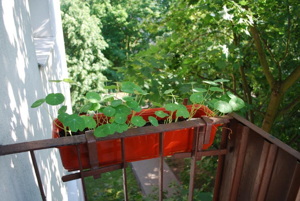 mini ogródek, zdjęcie 7