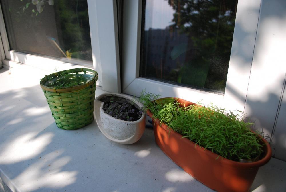 mini ogródek, zdjęcie 2