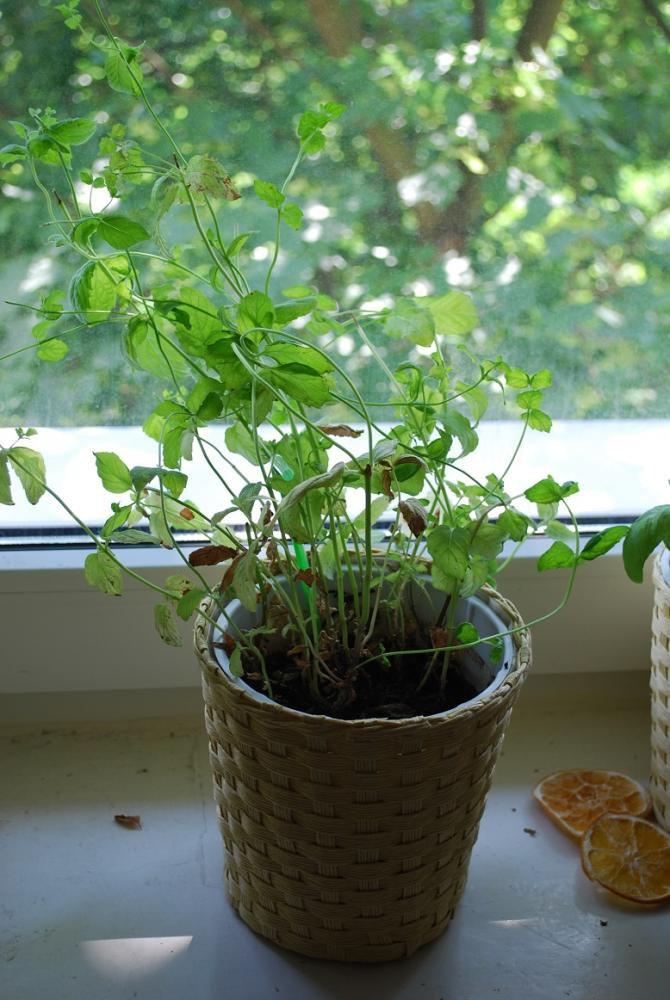 mini ogródek, zdjęcie 5